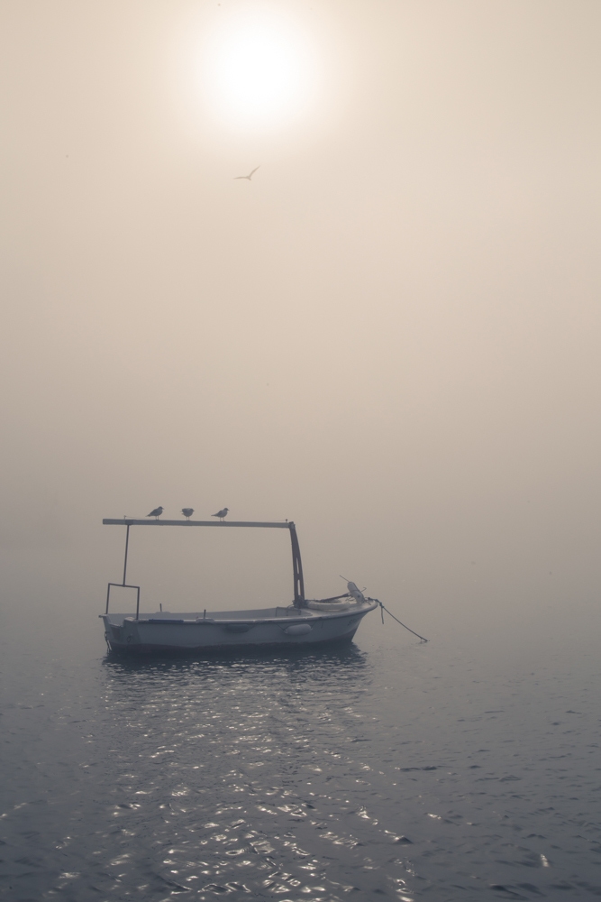 Foggy Morning thumbnail thumbnail